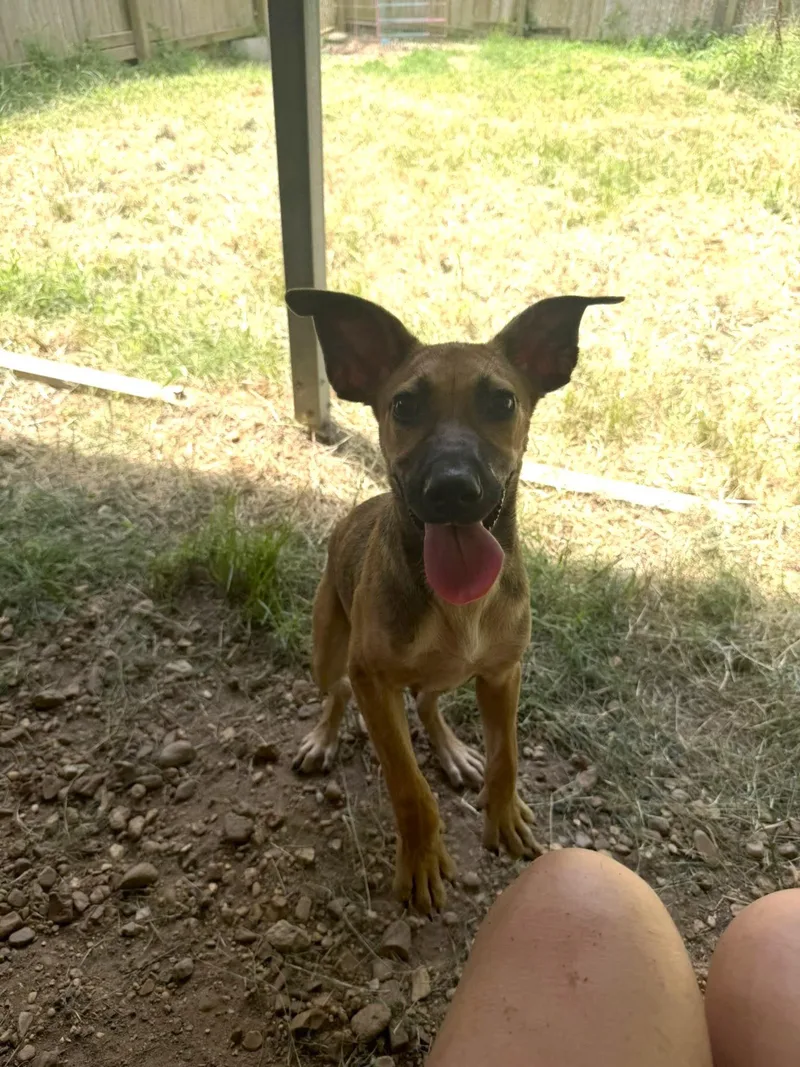 A young medium-sized female Black Mouth Cur dog named Bambi for adoption in Jackson, MS