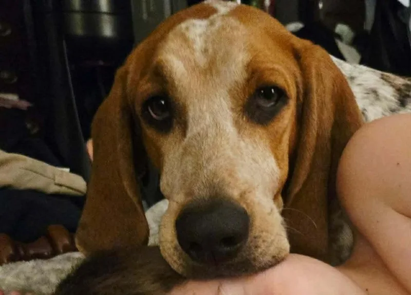 A young large-sized male Coonhound dog named Shiloh for adoption in WARNER ROBINS, GA