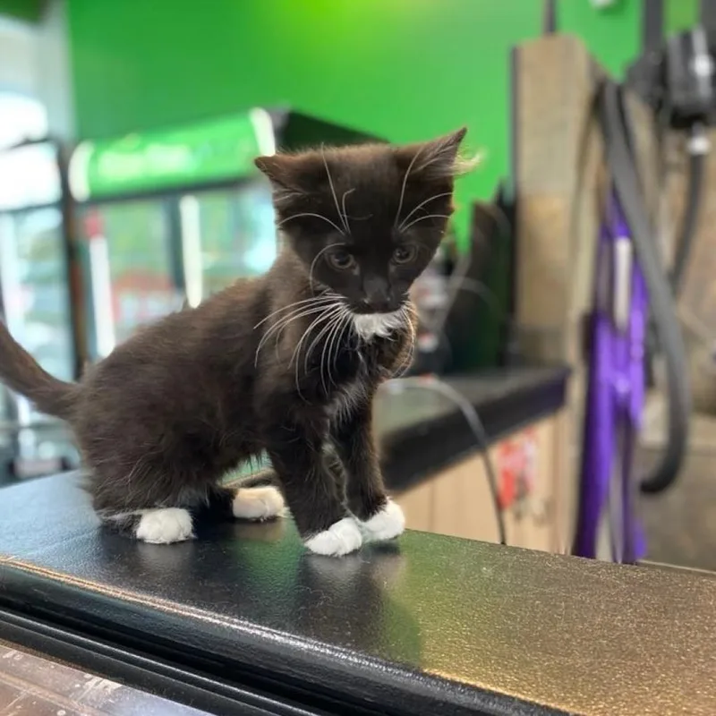 An adult small-sized male Black Domestic Medium Hair cat named Sammi for adoption in Shelbyville, IN
