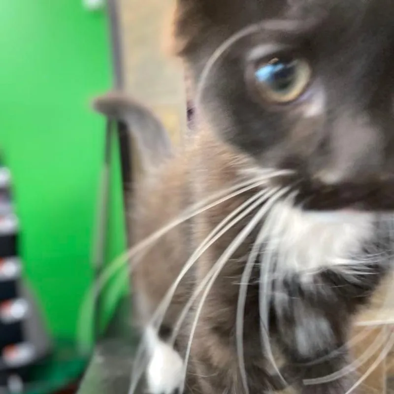 Sammi thumbnail 2