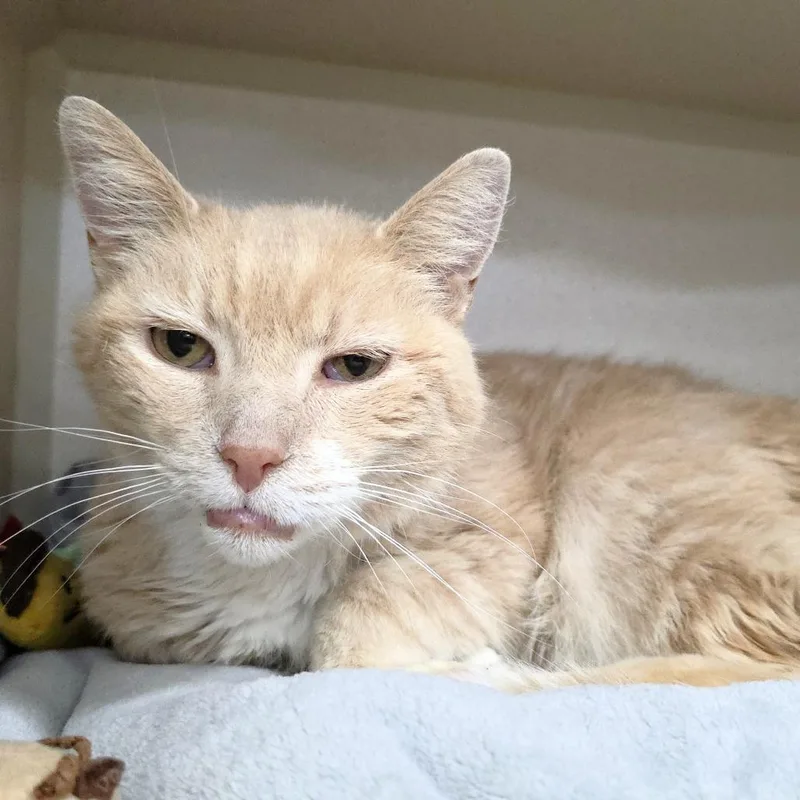 A senior small-sized male Buff / Tan / Fawn Domestic Medium Hair cat named Henry for adoption in Michigan City, IN