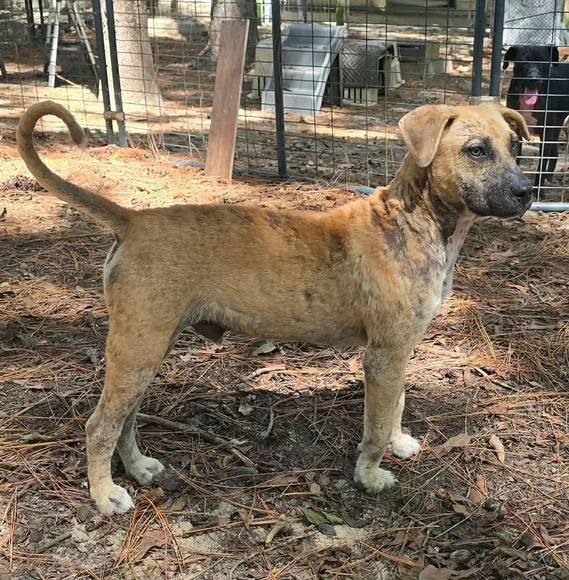 A baby medium-sized male Yellow / Tan / Blond / Fawn Mixed Breed dog named Bama for adoption in BONIFAY, FL