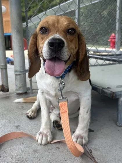 An adult medium-sized male Beagle dog named Sloppy Joe for adoption in King William, VA