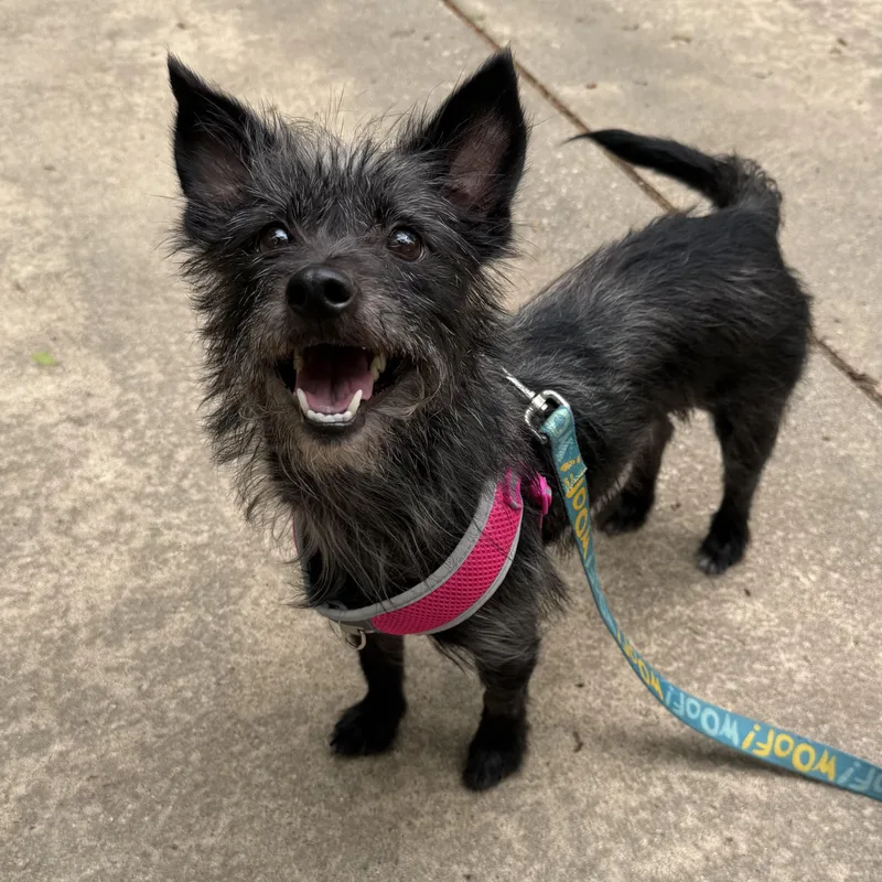 A young small-sized female Cairn Terrier dog named Halley for adoption in Spring, TX