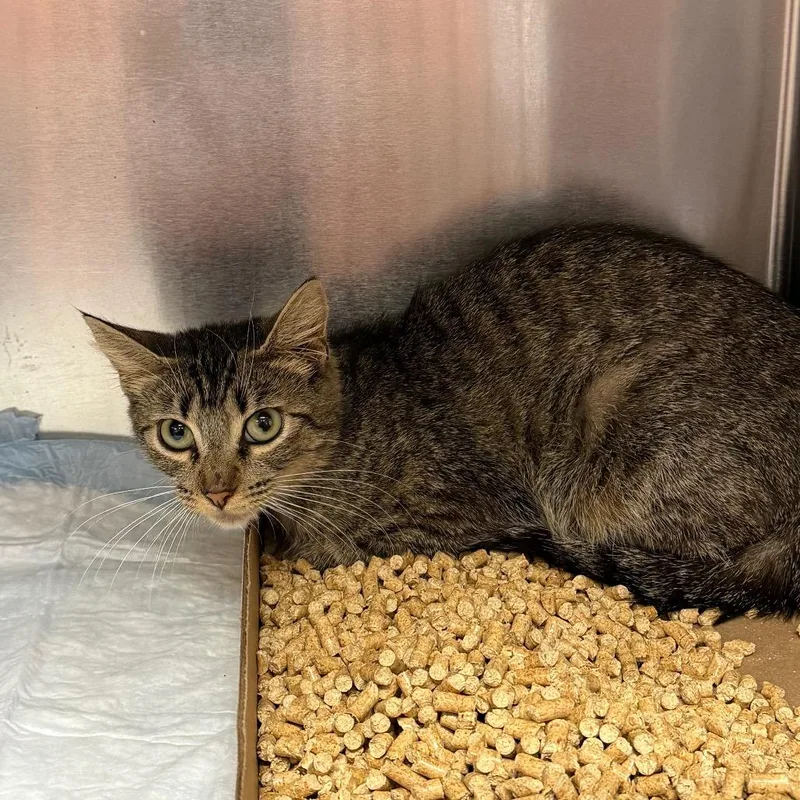 A young medium-sized female Brown / Chocolate Domestic Short Hair cat named Rhiannon for adoption in Westminster, CA