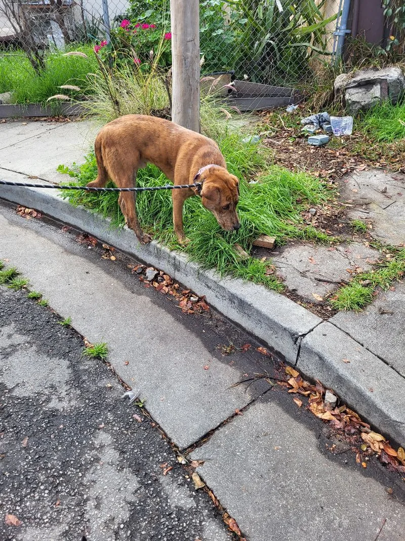 Sir Charles Darwin! thumbnail 3