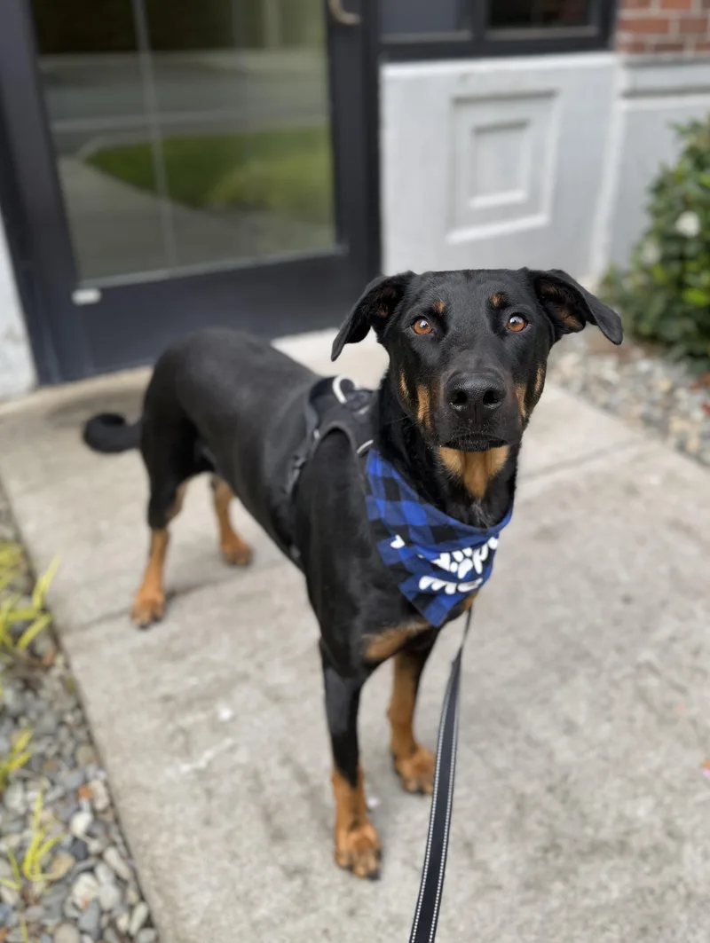 A young medium-sized male Black Doberman Pinscher dog named Elk for adoption in lynnwood , WA