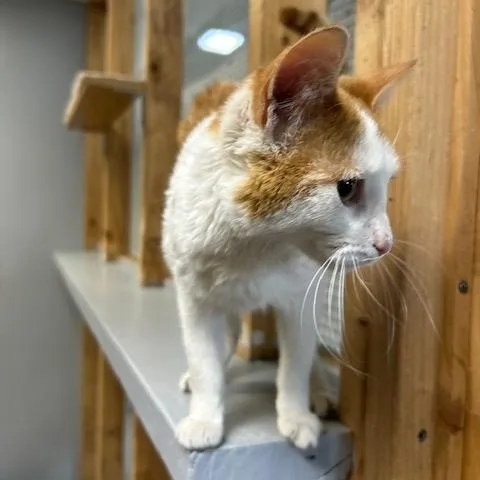 A baby medium-sized male Orange & White Domestic Short Hair cat named Simba for adoption in Chisholm, MN