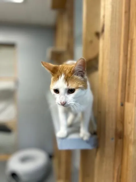 Simba thumbnail 2
