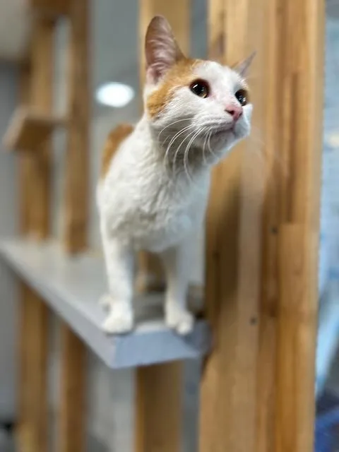 Simba thumbnail 5