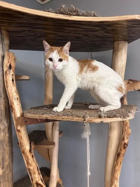 Simba thumbnail 6