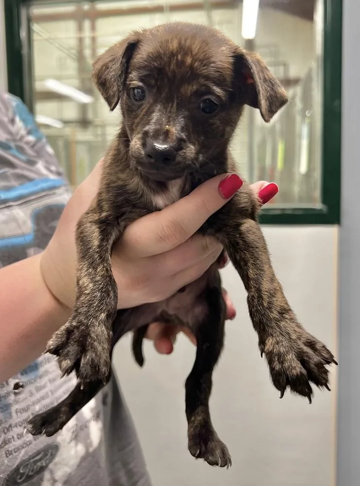 A baby small-sized female Brindle Chihuahua dog named Brownie Batter for adoption in Jamestown, CA
