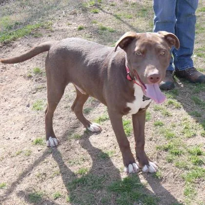 A young medium-sized male Labrador Retriever dog named Boris for adoption in Dahlonega, GA