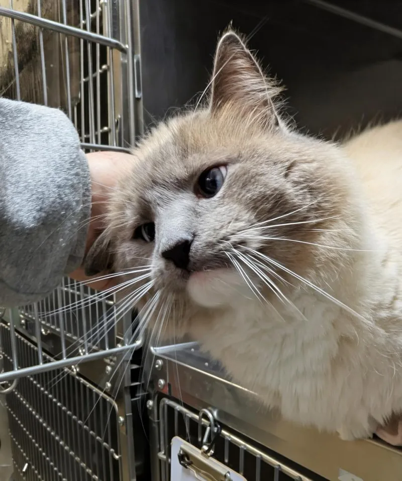 An adult medium-sized male Domestic Short Hair cat named Ghost for adoption in Kodiak, AK
