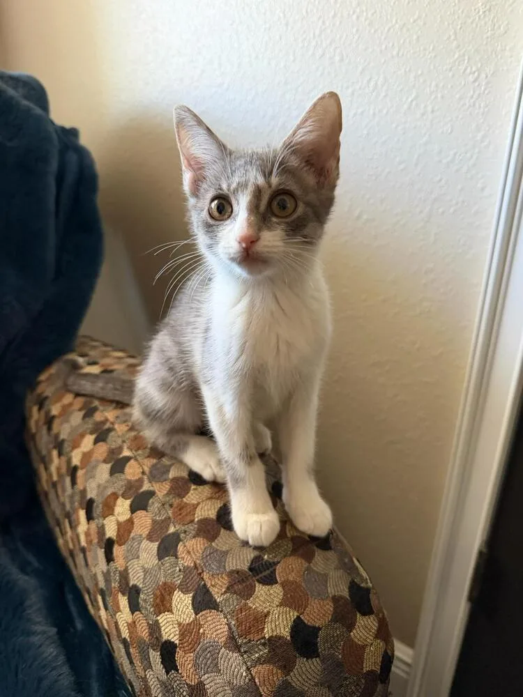 A baby small-sized female Gray & White Domestic Short Hair cat named Captain Crunch for adoption in Orlando, FL