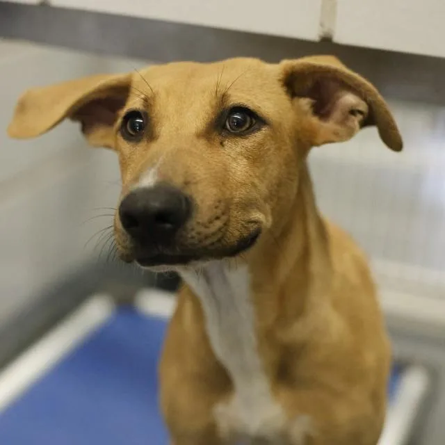 A young medium-sized female Labrador Retriever dog named Daisy for adoption in San Antonio, TX