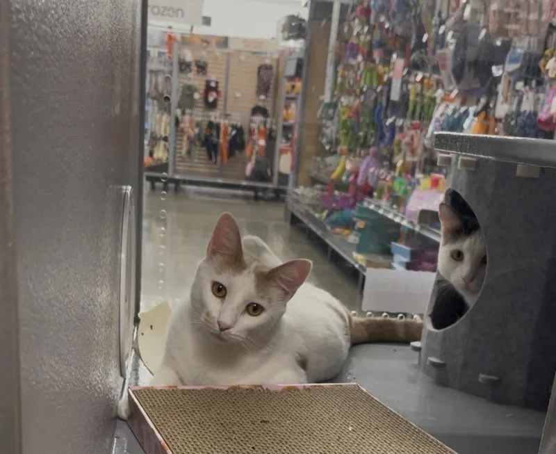 An adult large-sized female Domestic Short Hair cat named Libby for adoption in East hartford, CT