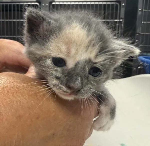 A baby small-sized female Domestic Short Hair cat named Ozark for adoption in Salisbury, MD