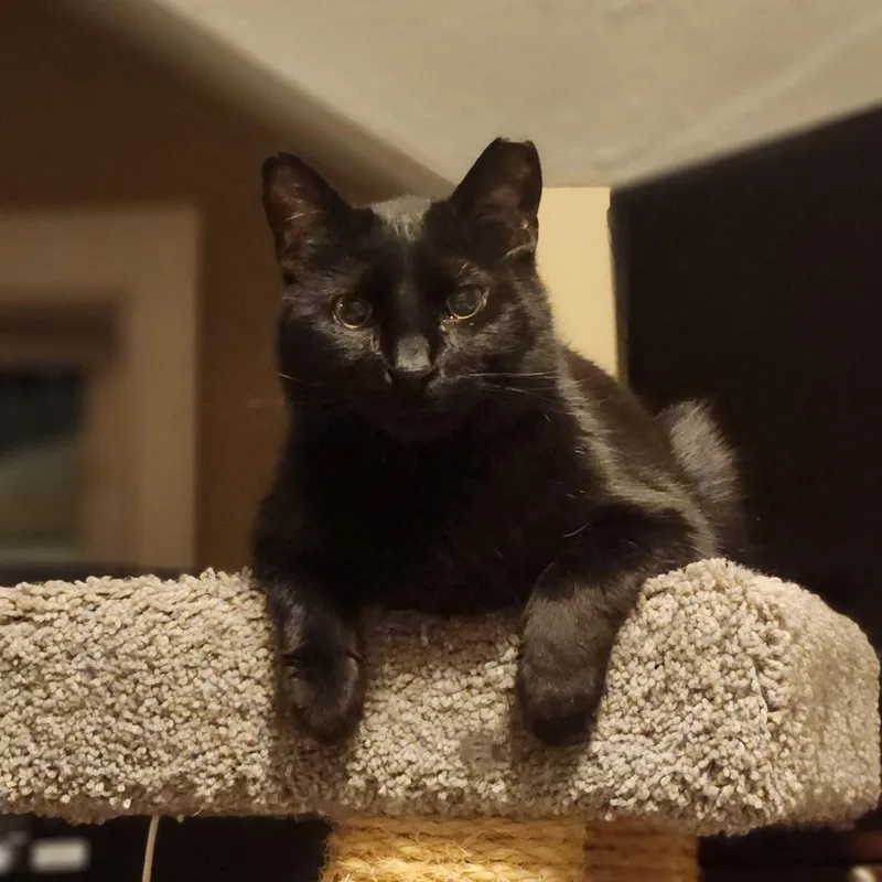 An adult medium-sized male Black Domestic Short Hair cat named Buster Bear for adoption in St. Paul, MN