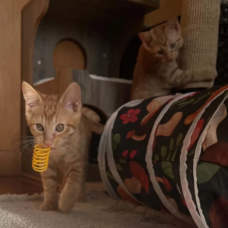 A baby medium-sized male Orange / Red Domestic Short Hair cat named Belladonna for adoption in Brooklyn, NY