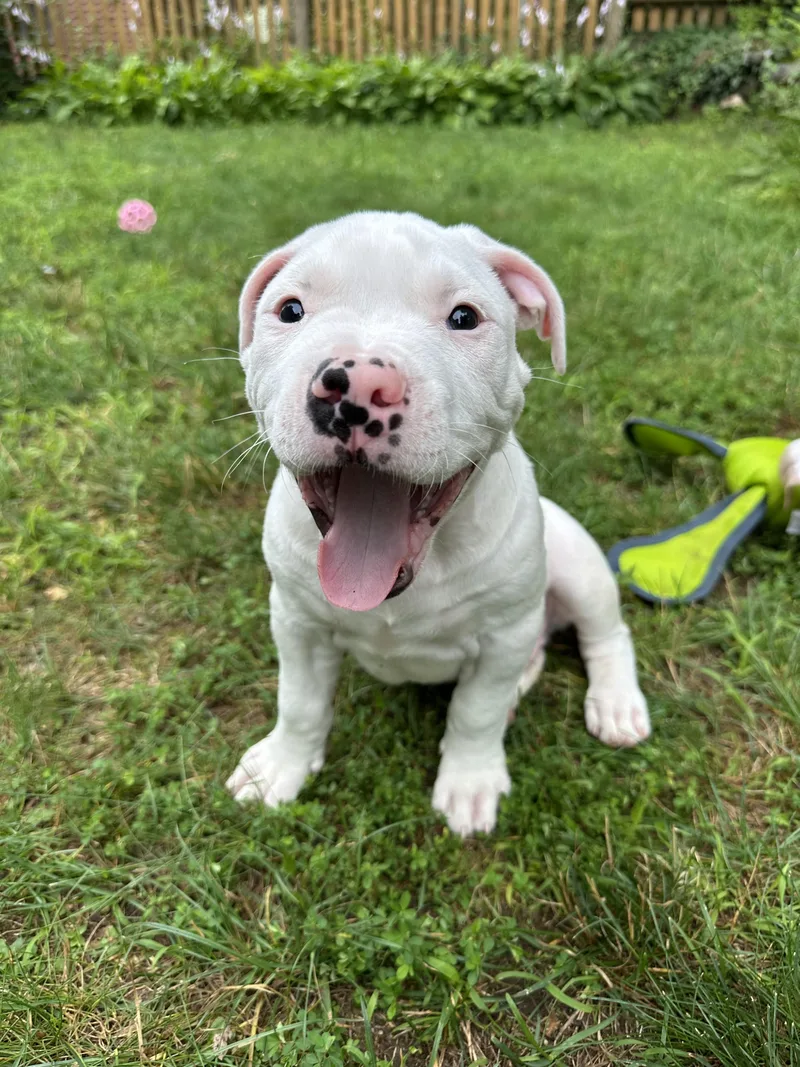 A baby large-sized male American Bulldog dog named Kane for adoption in Avon, CT