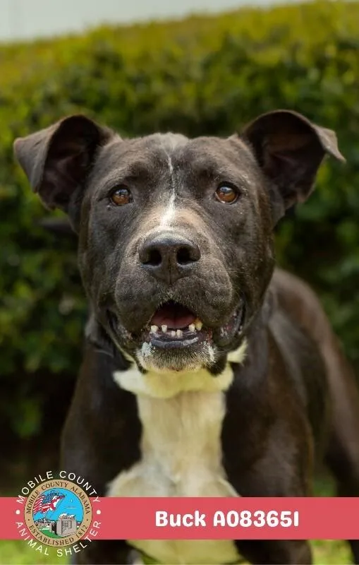 An adult medium-sized male White / Cream Cane Corso dog named Buck for adoption in Mobile, AL