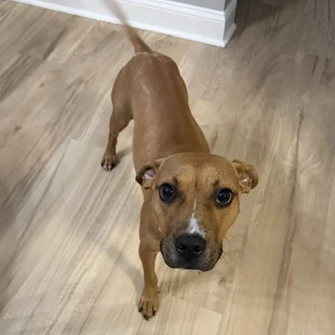 A young medium-sized female Red / Chestnut / Orange Pit Bull Terrier dog named Meggie for adoption in Rock Hill, SC