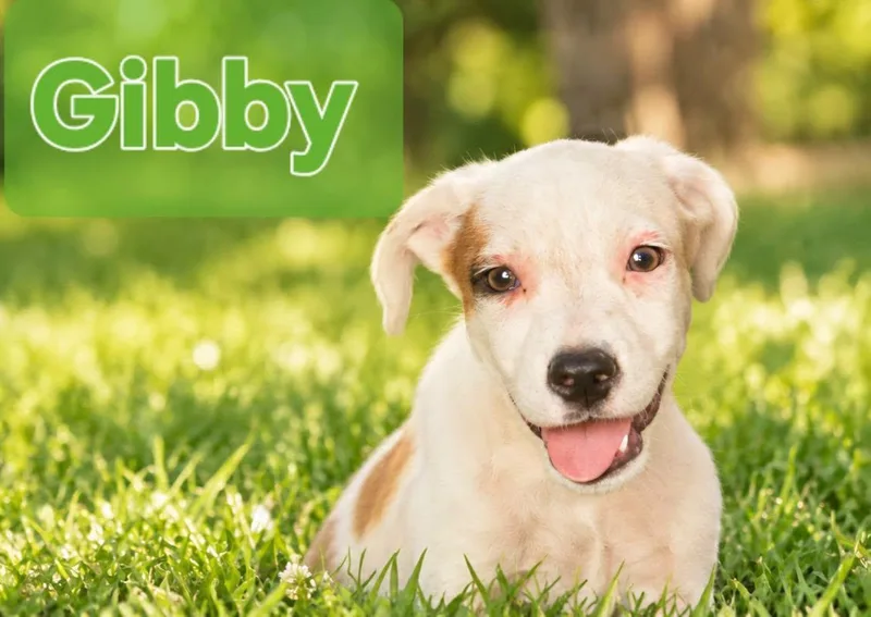 A young medium-sized male White / Cream Pit Bull Terrier dog named Gibby for adoption in church point, LA