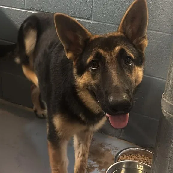 An adult medium-sized female German Shepherd Dog dog named Bellatrix for adoption in Gadsden, AL