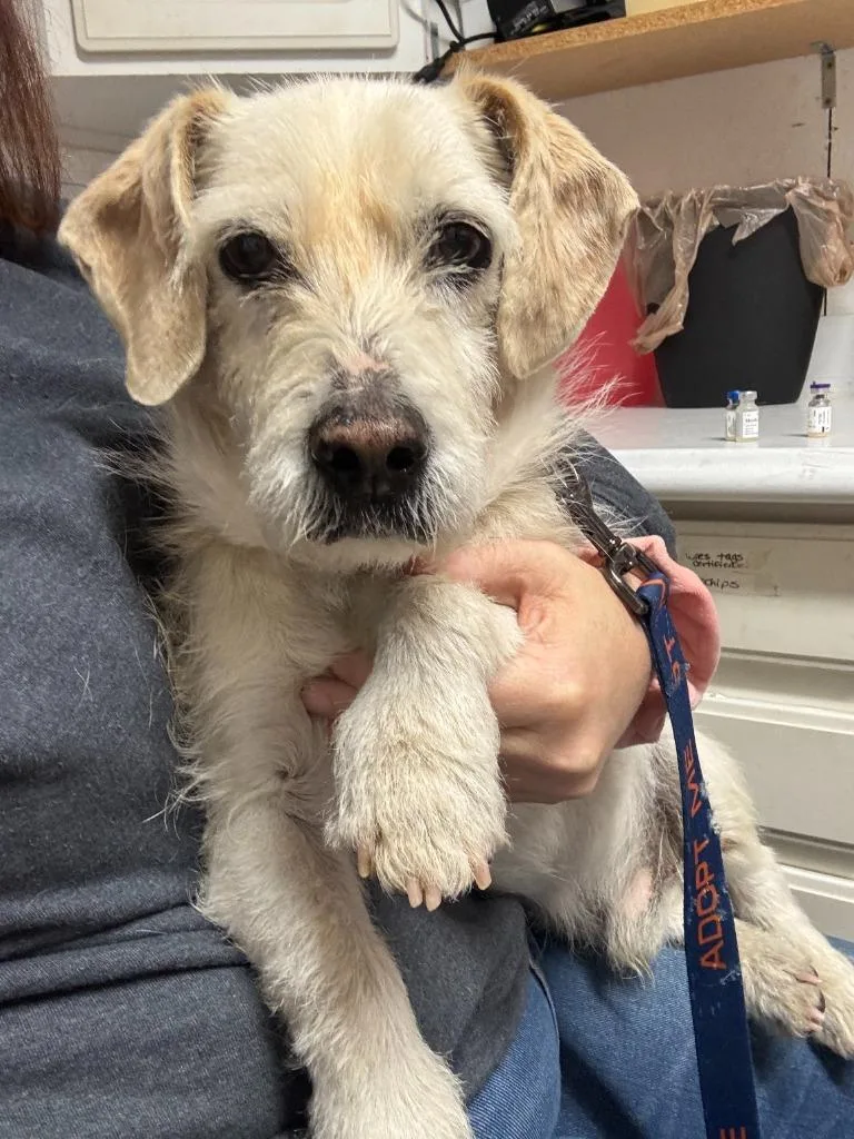 An adult medium-sized male Terrier dog named BaileyPedro for adoption in Rutherfordton, NC