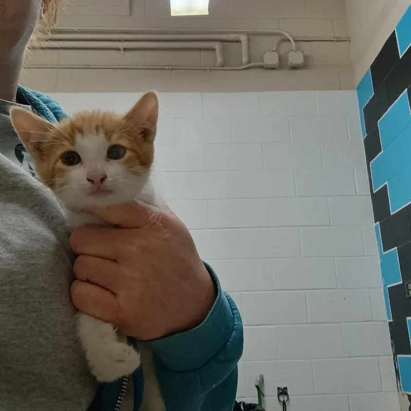 A baby small-sized male White Domestic Short Hair cat named Oliver for adoption in Ardmore, OK