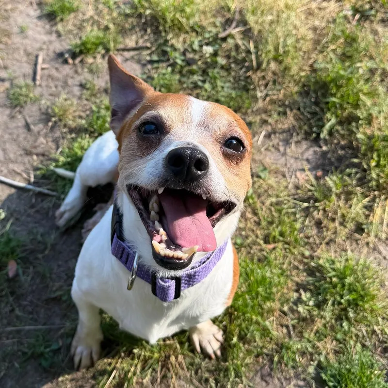 An adult small-sized male Yellow / Tan / Blond / Fawn Chihuahua dog named Peto for adoption in Chesapeake, VA