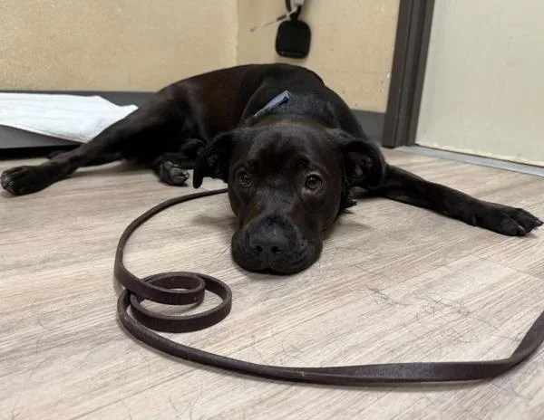 A young medium-sized male Labrador Retriever dog named Pac for adoption in Oceanside, CA