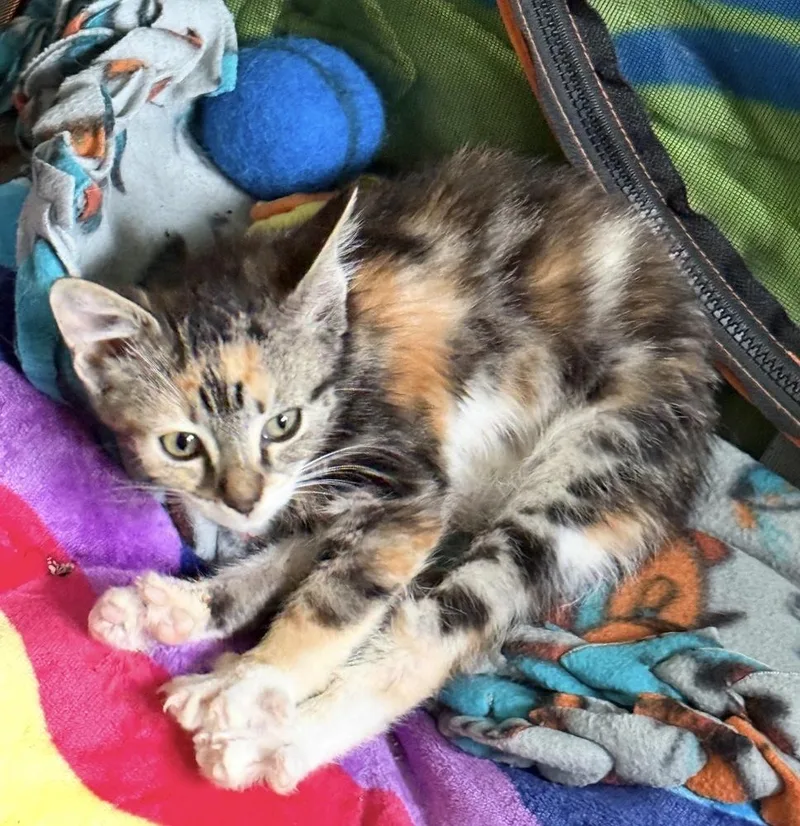 A baby small-sized female Orange & White Domestic Short Hair cat named Flyer for adoption in Mishawaka, IN