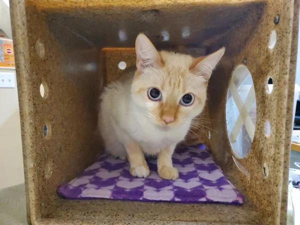 A young medium-sized female Domestic Short Hair cat named Spicy Mustard for adoption in Oceanside, CA