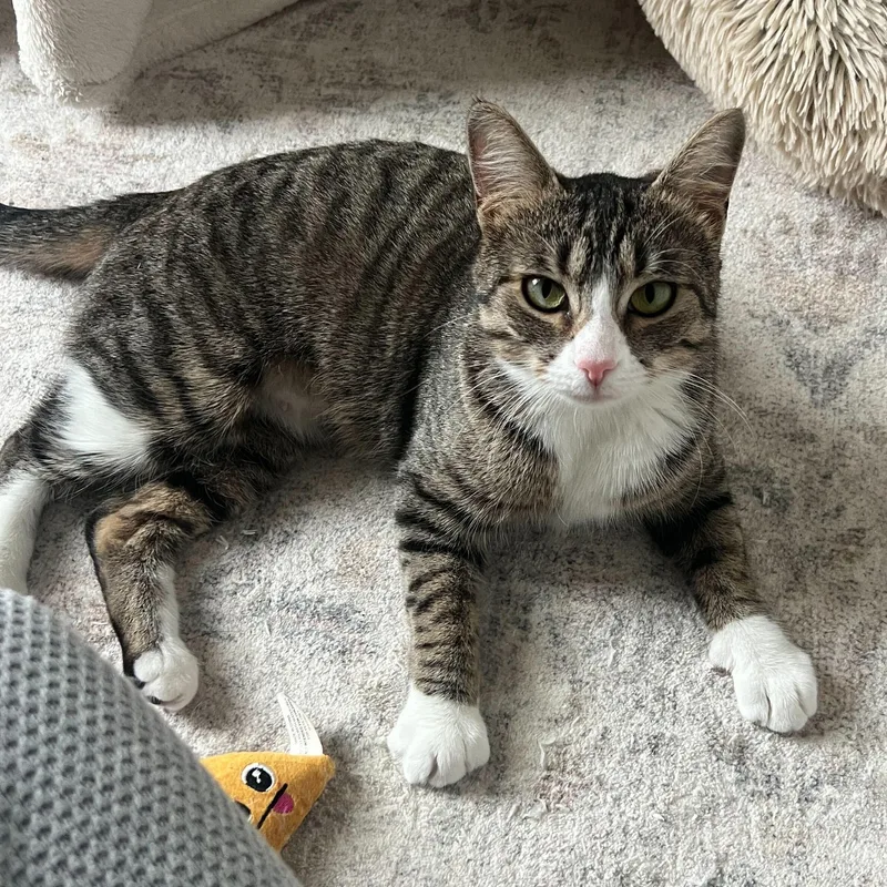 A young medium-sized female Tabby (Gray / Blue / Silver) Domestic Short Hair cat named Gigi for adoption in Waltham, MA