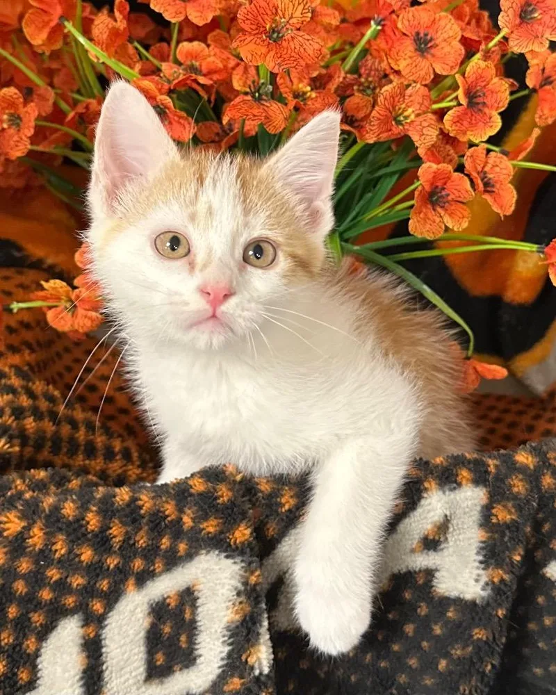 A baby small-sized male Domestic Short Hair cat named Popcorn for adoption in Stillwater, OK
