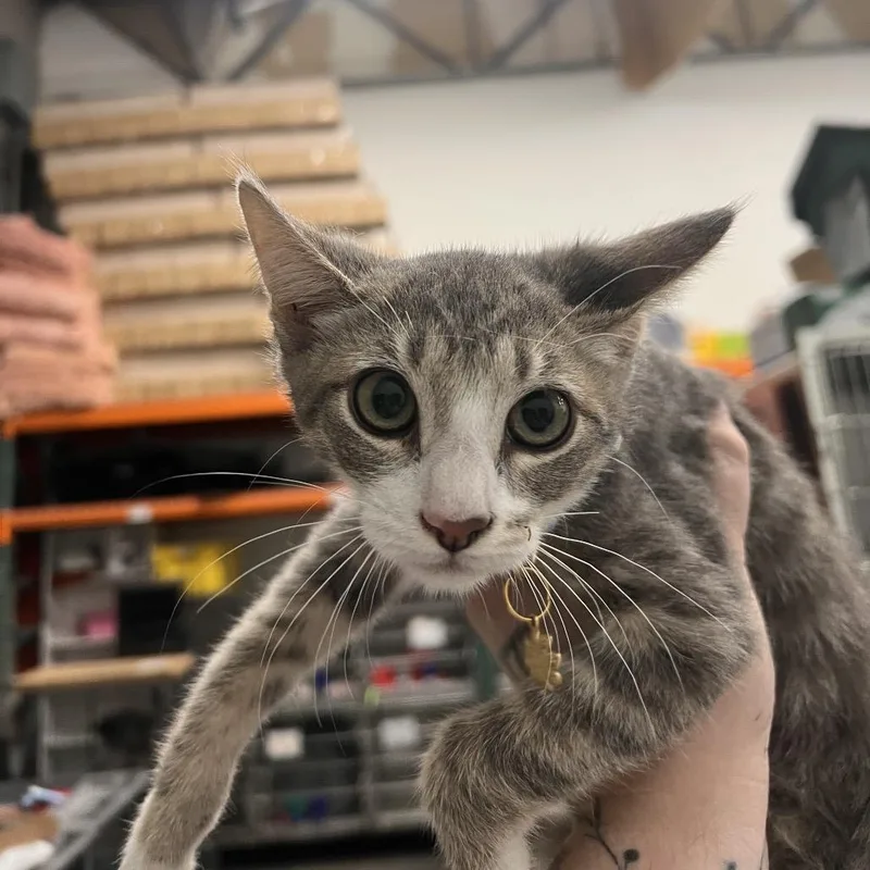 A baby medium-sized male Gray / Blue / Silver Domestic Short Hair cat named Kc for adoption in Las Vegas, NV