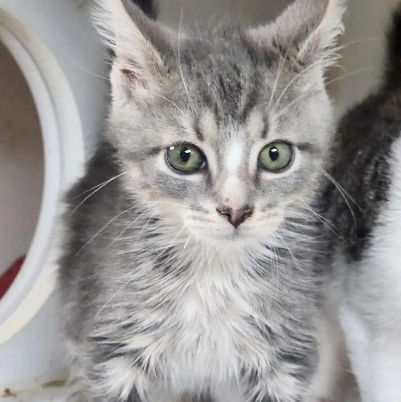 A baby small-sized male Domestic Medium Hair cat named Kyle for adoption in Walnutport, PA