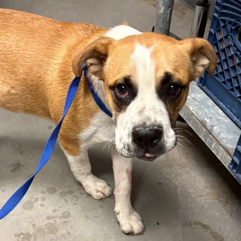 A young medium-sized male White / Cream English Bulldog dog named Vincent for adoption in Yuma, AZ