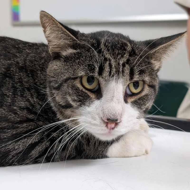 An adult large-sized male Brown / Chocolate Domestic Short Hair cat named Mittey for adoption in Canton, IL