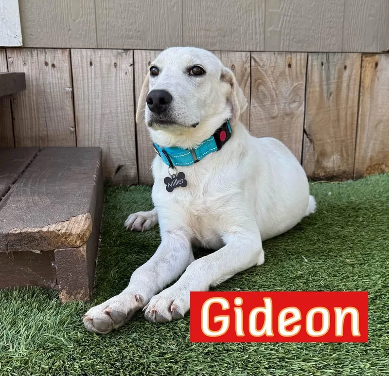 Gideon thumbnail 3