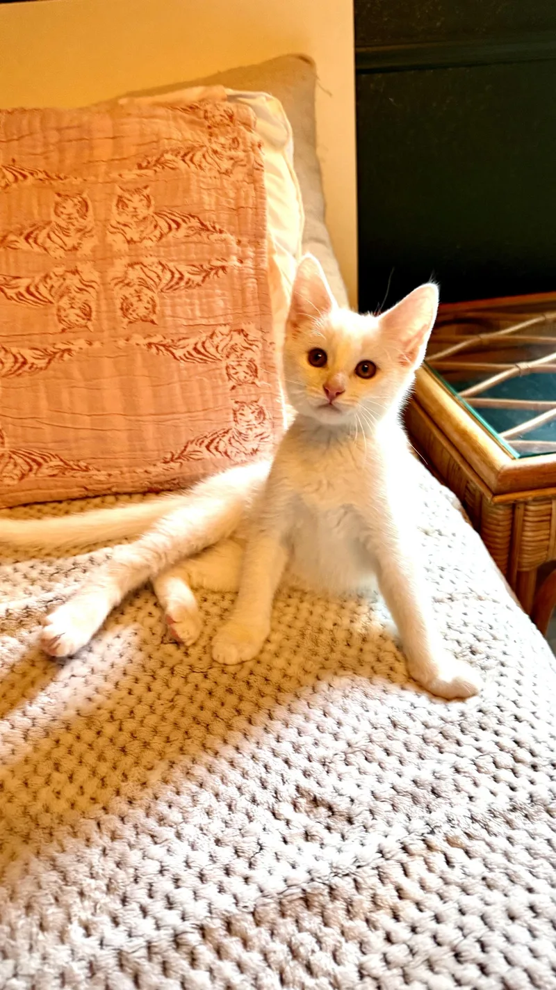 A baby large-sized male Tabby (Gray / Blue / Silver) Domestic Short Hair cat named Truvy and Applejack for adoption in Seattle, WA