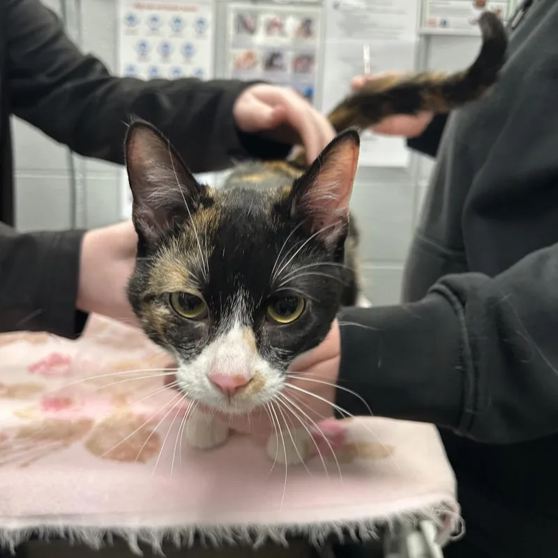 An adult medium-sized female Black Domestic Short Hair cat named Clog Queen for adoption in West Olive, MI