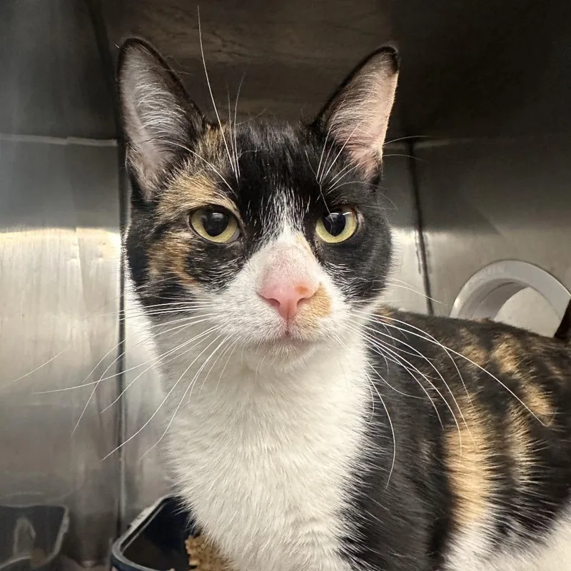 Clog Queen thumbnail 2