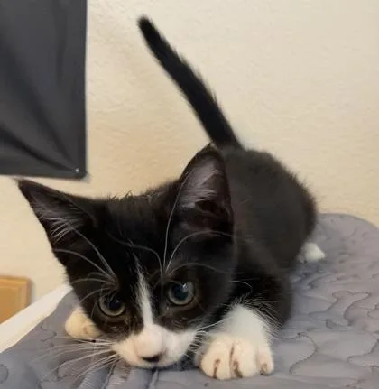 A baby small-sized male Black Domestic Short Hair cat named Ed Sheeran for adoption in El Paso, TX