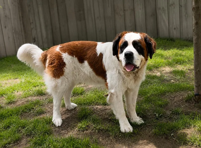 An adult large-sized female Brown / Chocolate Saint Bernard dog named Lola for adoption in Albuquerque, NM