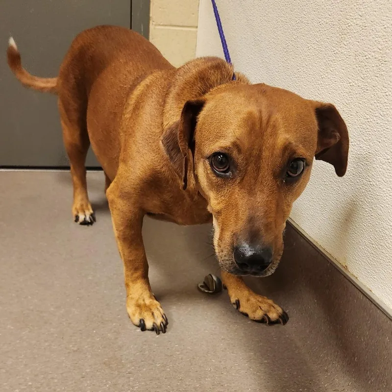 An adult medium-sized male Red / Chestnut / Orange Basset Hound dog named Winston for adoption in Norman, OK