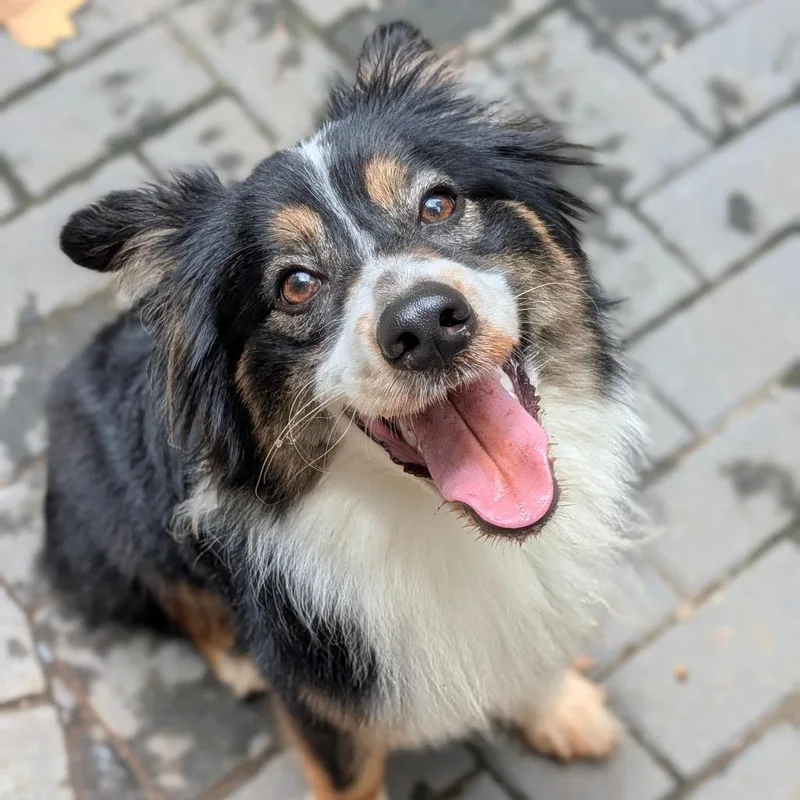 A baby small-sized female Black Border Collie dog named Peachy Meechy for adoption in Tyrone, GA