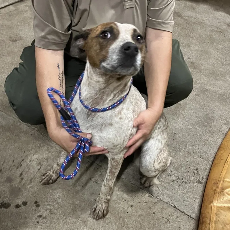 An adult medium-sized female Mixed Breed dog named Princess for adoption in Volcano, HI